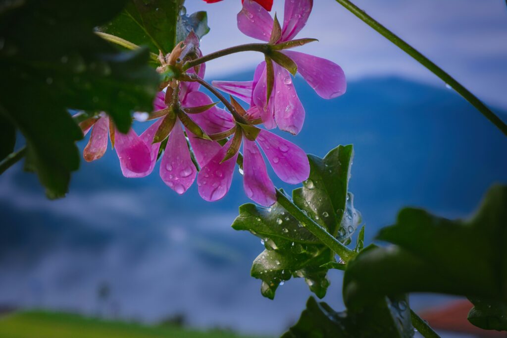 ディプティック「ゼラニウムオドラタ」香りのイメージ写真