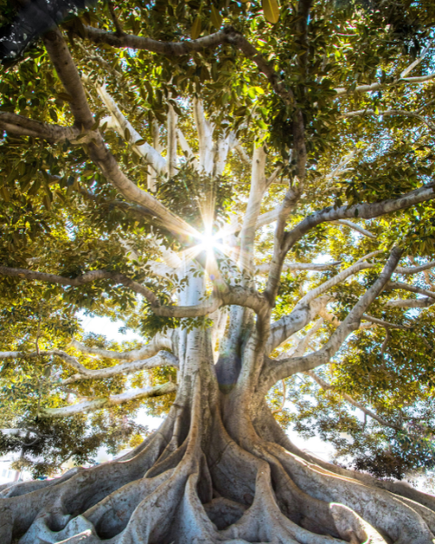 ディプティック「ヴェチヴェリオ」香りのイメージ写真