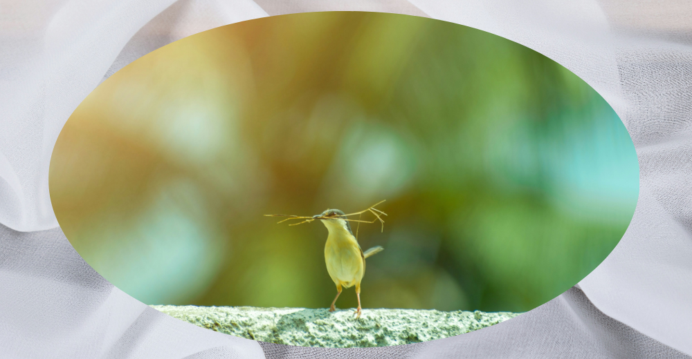 ロエベ「アイレアンセシス」イメージ写真